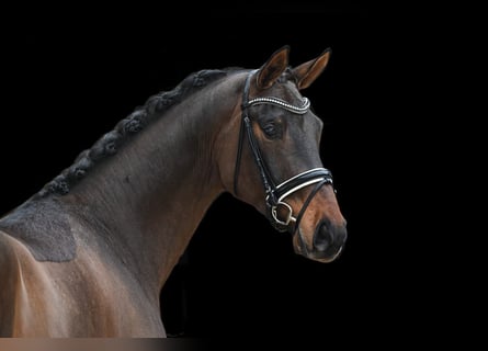 Oldenburg, Mare, 5 years, 16.2 hh, Bay-Dark