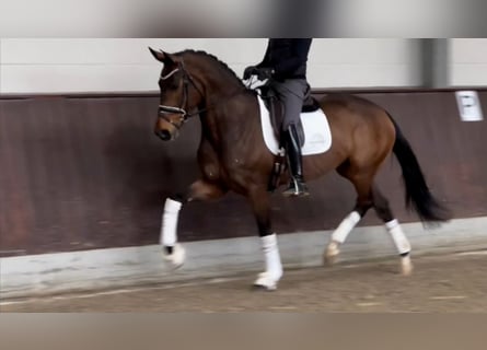 Oldenburg, Mare, 5 years, 16.2 hh, Bay-Dark