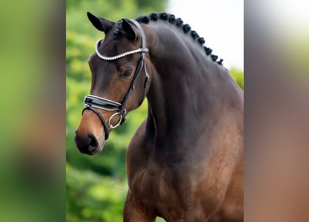 Oldenburg, Mare, 5 years, 16.2 hh, Bay-Dark