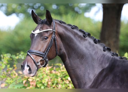 Oldenburg, Mare, 5 years, 16,2 hh, Bay-Dark