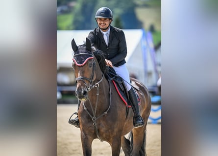 Oldenburg, Mare, 5 years, 16,2 hh, Bay-Dark