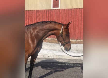 Oldenburg, Mare, 5 years, 16,2 hh, Brown