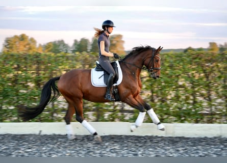 Oldenburg, Mare, 5 years, 16.2 hh, Brown