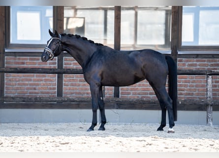 Oldenburg, Mare, 5 years, 16.3 hh, Black