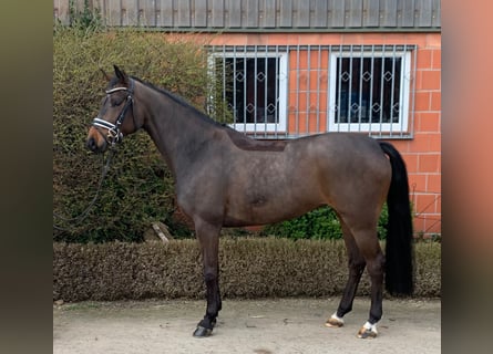 Oldenburg, Mare, 5 years, 16 hh, Bay-Dark