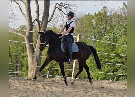 Oldenburg, Mare, 5 years, 16 hh, Bay-Dark