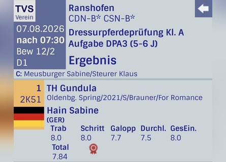 Oldenburg, Mare, 5 years, 16 hh, Bay-Dark