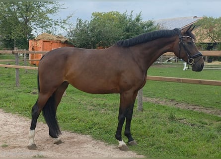 Oldenburg, Mare, 5 years, 16 hh, Brown