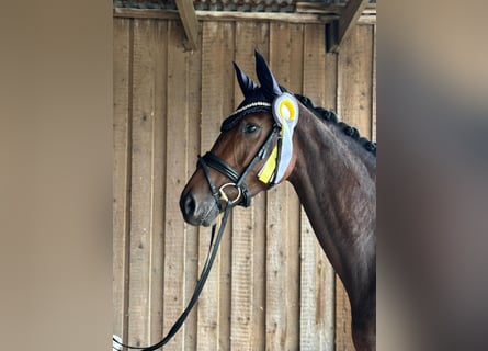 Oldenburg, Mare, 5 years, 16 hh, Brown