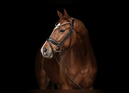 Oldenburg, Mare, 5 years, 16 hh, Chestnut-Red