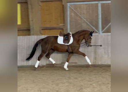 Oldenburg, Mare, 5 years, 16 hh, Chestnut-Red
