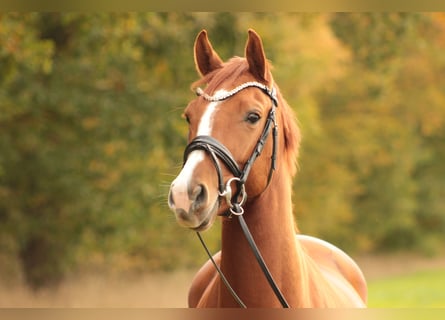 Oldenburg, Mare, 5 years, 16 hh, Chestnut-Red