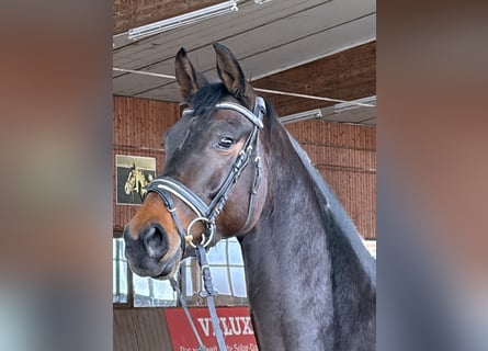 Oldenburg, Mare, 5 years, 16,1 hh, Bay-Dark