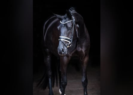Oldenburg, Mare, 5 years, 16,1 hh, Black