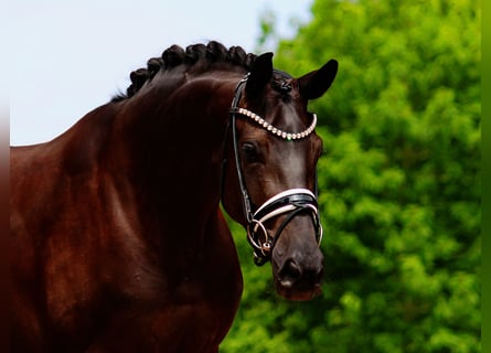Oldenburg, Mare, 5 years, 16,1 hh, Black