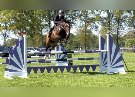 Oldenburg, Mare, 5 years, 16,1 hh, Brown