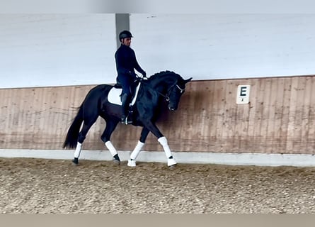 Oldenburg, Mare, 5 years, 16,1 hh