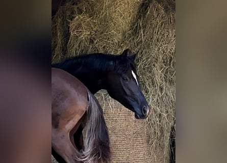 Oldenburg, Mare, 5 years, 16,1 hh