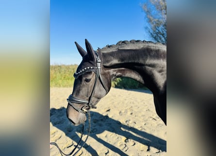 Oldenburg, Mare, 5 years, 16,2 hh, Black