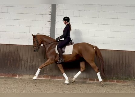 Oldenburg, Mare, 5 years, 16,2 hh, Chestnut