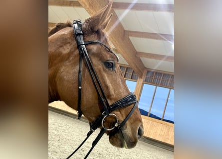 Oldenburg, Mare, 5 years, 16,2 hh, Chestnut-Red