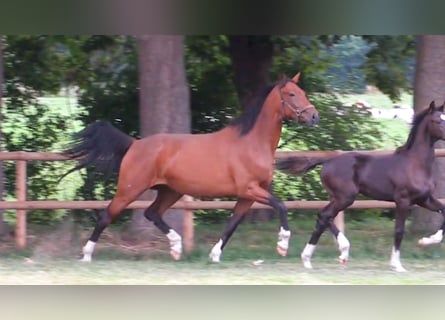 Oldenburg, Mare, 5 years, 16,3 hh, Brown