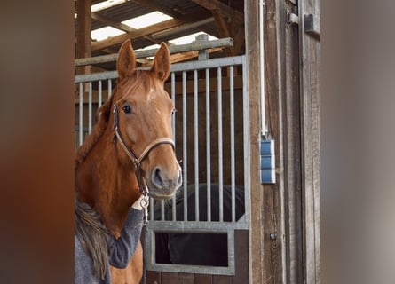Oldenburg, Mare, 5 years, 16,3 hh, Chestnut-Red