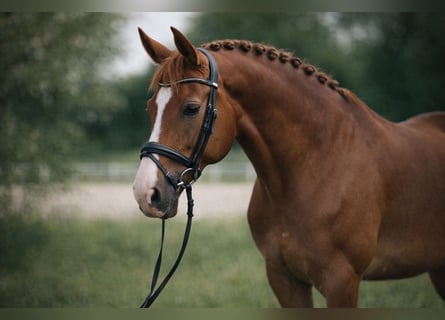 Oldenburg, Mare, 5 years, 17.1 hh, Chestnut-Red