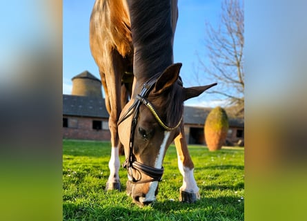 Oldenburg, Mare, 5 years, 17 hh, Chestnut