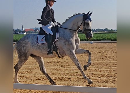 Oldenburg, Mare, 5 years, 17 hh, Grey
