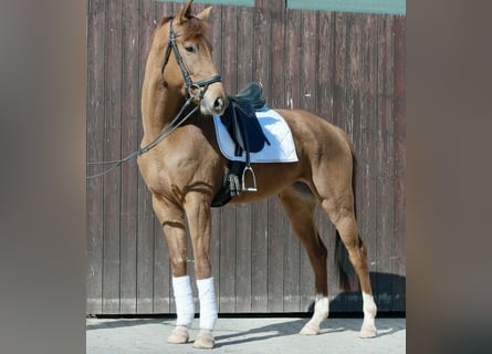 Oldenburg, Mare, 5 years, 17,1 hh, Chestnut-Red