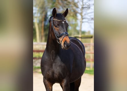 Oldenburg, Mare, 6 years, 16.1 hh, Bay-Dark