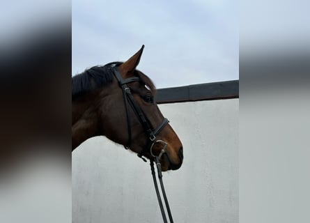 Oldenburg, Mare, 6 years, 16,1 hh, Bay-Dark