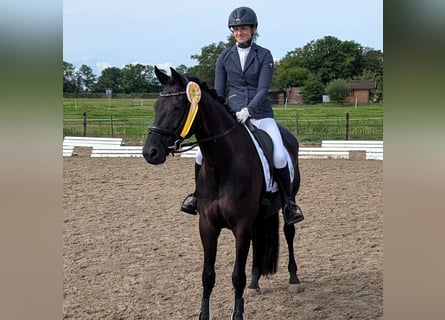 Oldenburg, Mare, 6 years, 16,1 hh, Black