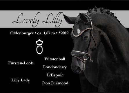 Oldenburg, Mare, 6 years, 16.1 hh, Black