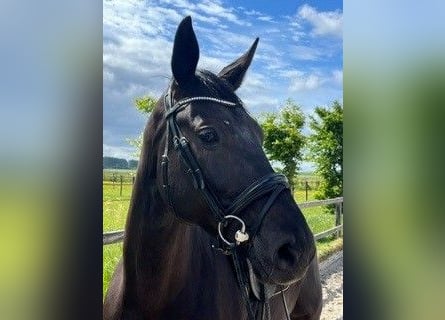 Oldenburg, Mare, 6 years, 16.1 hh, Black