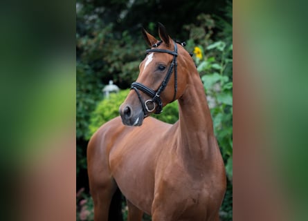 Oldenburg, Mare, 6 years, 16,1 hh, Brown