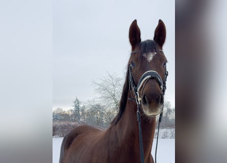 Oldenburg, Mare, 6 years, 16.1 hh, Chestnut