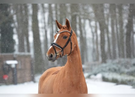 Oldenburg, Mare, 6 years, 16,1 hh, Chestnut-Red