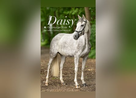 Oldenburg, Mare, 6 years, 16.1 hh, Grey-Dapple