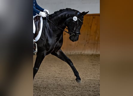 Oldenburg, Mare, 6 years, 16,1 hh, Smoky-Black