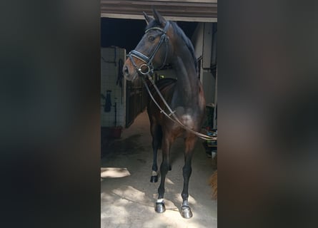 Oldenburg, Mare, 6 years, 16.2 hh, Bay-Dark
