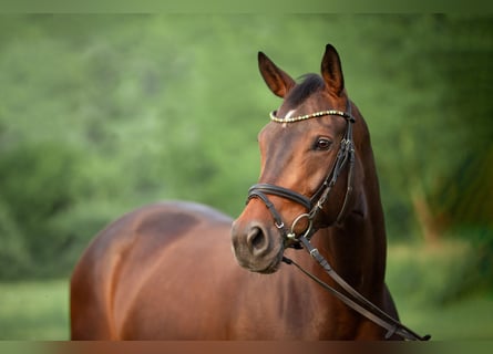 Oldenburg, Mare, 6 years, 16.2 hh, Bay-Dark