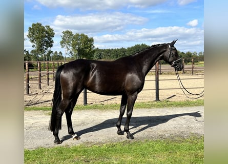 Oldenburg, Mare, 6 years, 16,2 hh, Black