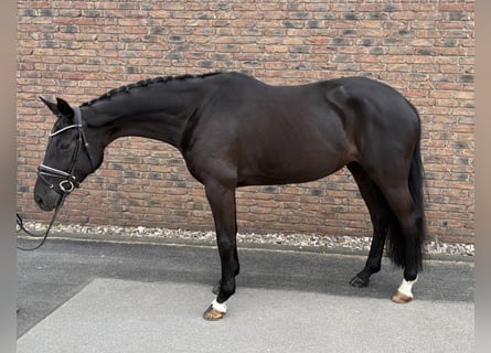 Oldenburg, Mare, 6 years, 16.2 hh, Black