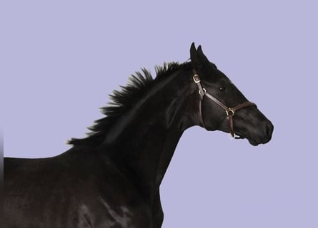 Oldenburg, Mare, 6 years, 16.2 hh, Black