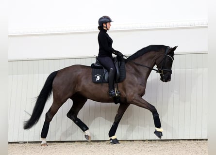 Oldenburg, Mare, 6 years, 16,2 hh, Black