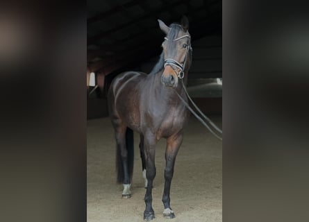 Oldenburger, Stute, 6 Jahre, 16,2 hh, Brauner