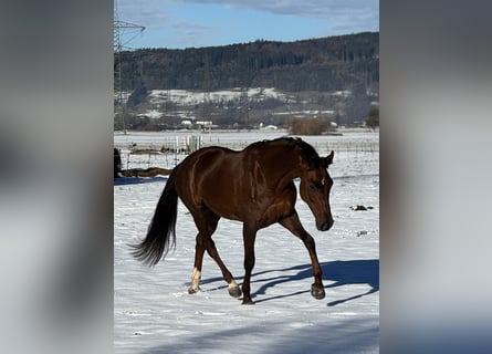 Oldenburg, Mare, 6 years, 16.2 hh, Chestnut
