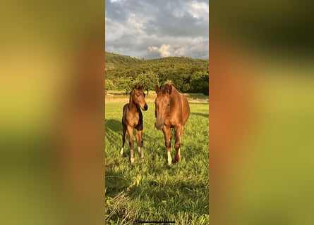 Oldenburg, Mare, 6 years, 16.2 hh, Chestnut-Red